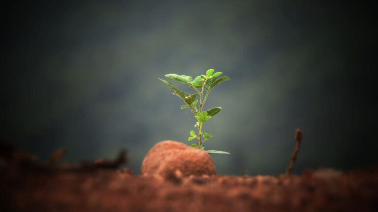 Seedling Growing in Rocky Land